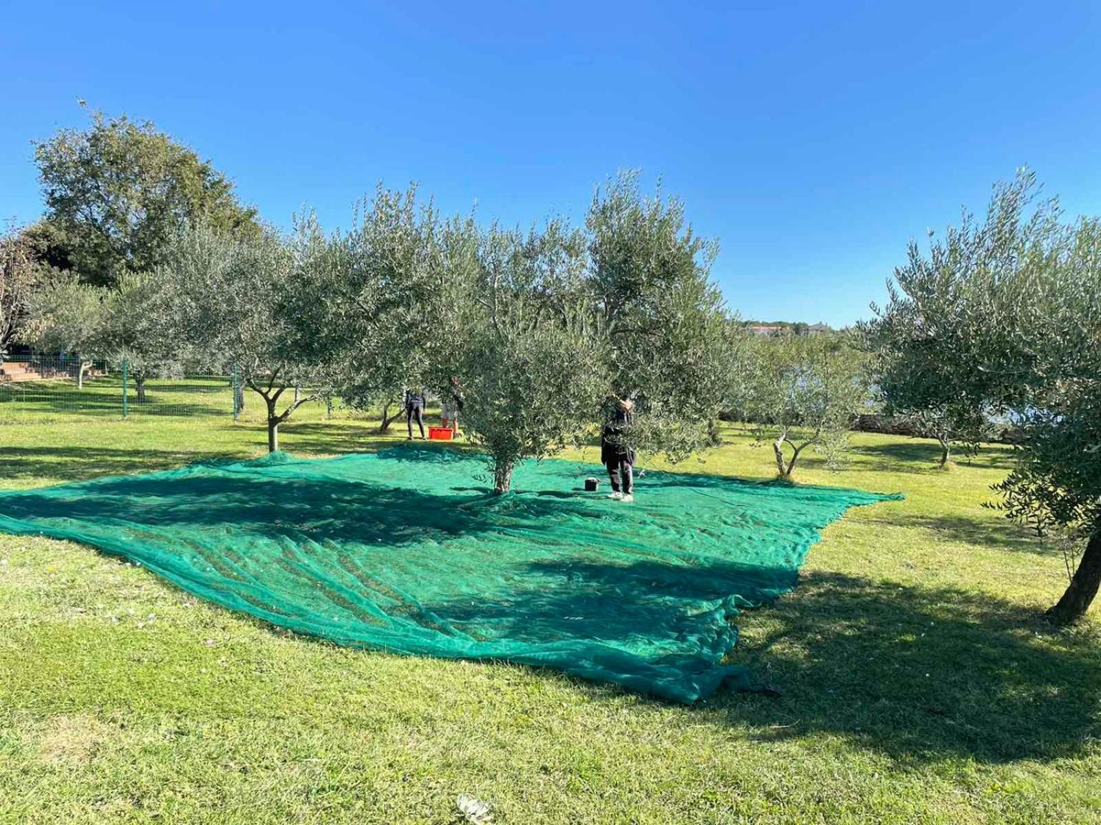 Beach House Ive With Jacuzzi, Pool, Playground And Bbq In An Olive Grove With A Beach, Pomer - Istria Eksteriør bilde